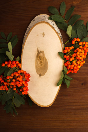 Template from the cut is a white birch with rowan branches. Against the background of a dark tree の写真素材