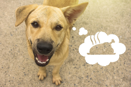 A homeless dog with thoughts of food, a chicken. Copy spaceの写真素材