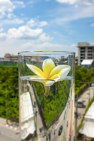 A flower of Frangipana in a glass with water against a background of nature. The concept of SPA and ecology. Copy space 1の写真素材