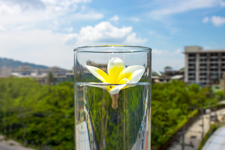 A flower of Frangipana in a glass with water against a background of nature. The concept of SPA and ecology. Copy space 1の写真素材