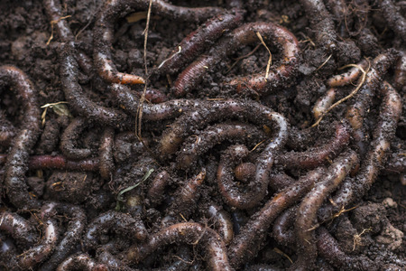 Earthworm, close-up. Background, textureの写真素材