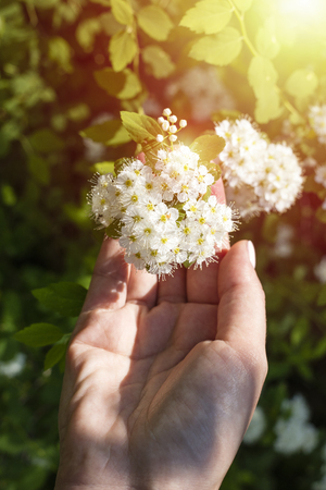 Beautiful branch with white flowers in a female handの写真素材