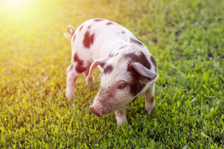 Little pig with black spots walking on green grass