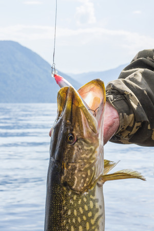 Trophy fish in the hands of a fisherman on the background of mountains and water. Pikeの写真素材