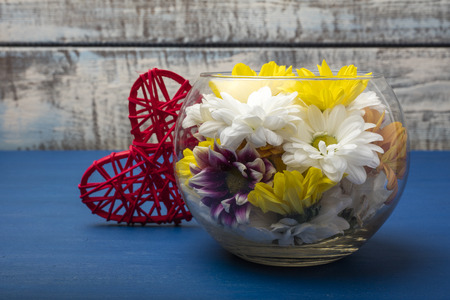 Colorful chrysanthemum in a glass vase and a red heart on a blue background. Copy spaceの写真素材
