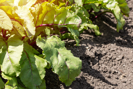 Beetroot leaves grow in the garden with copy space