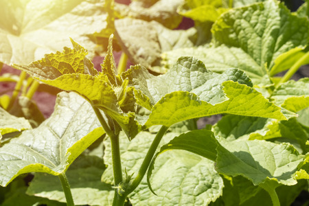 Cucumbers bushes growing in vegetable garden. Green bushes of cucumbers with copy spaceの写真素材