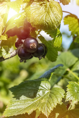 Fresh ripe blackcurrant fruits and green leaves on currant branch and the rays of the sun. Copy spaceの写真素材