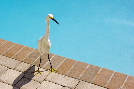 A young heron near the pool. Wild birdの写真素材