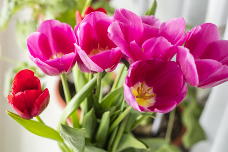 Beautiful bouquet of pink tulips. Copy spaceの写真素材
