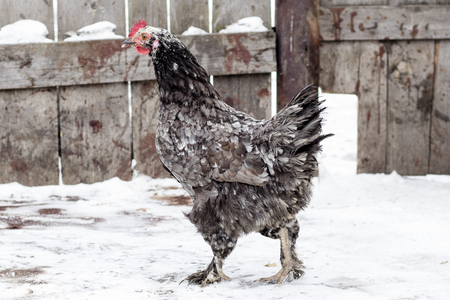 The gray hen is walking on the street. Winter dayの写真素材