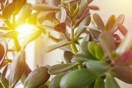 jade plant, friendship tree, lucky plant a money tree. Close-upの写真素材