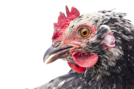 Head of black hen on white background, isolated objectの写真素材