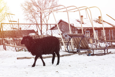 Black lamb walks on a winter street. Agricultureの写真素材