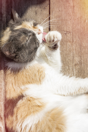 Stray cat on the street in summer, washes his face, licking his paws. Close-up. View from aboveの写真素材