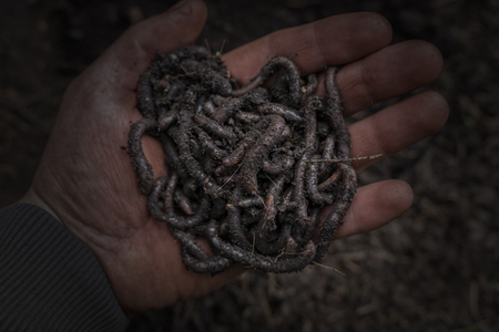 Earthworm on a farm hand. Their digestive processes turn organic matter into soil, earthworms and a healthier soil suitable for plantingの写真素材
