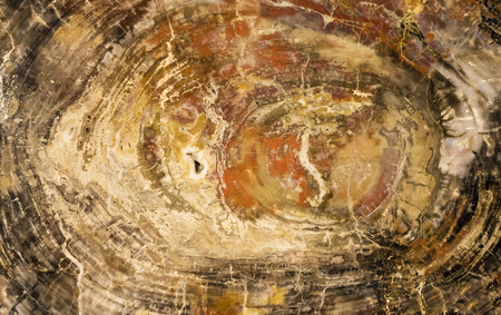 A large piece of polished, petrified wood. Background, textureの写真素材