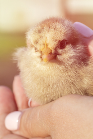 Little chicken in the hands of a girl in the background of natureの写真素材