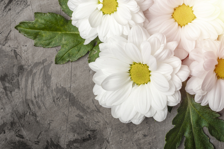 White chrysanthemums on a dark background with copy spaceの写真素材
