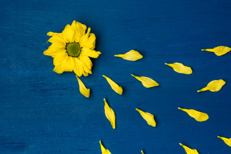 Yellow chrysanthemum and flying petals on a blue background. Copy space