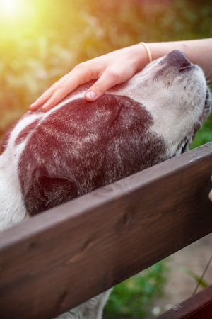 Female hand stroking a dog, with a copy of space. Sun lightの写真素材