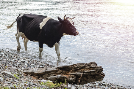 black cow walks in the water along the shore with a copy of the space for your textの写真素材