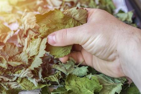 Mans hand mixing dried mint leaves. Copy spaceの写真素材