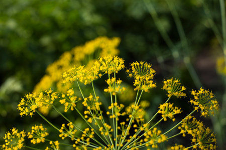 Dill umbrella flower close up, natural sunlight. Yellow flowers of dill close upの写真素材