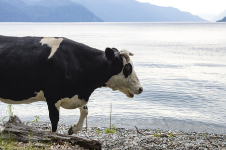 black cow walks along the shore of Lake Teletskoe on the background of the mountains, with a copy of the space for your textの写真素材