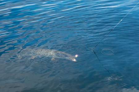 Pike under the water, hooked on the hook. The fisherman pulls the fish. Copy space for your textの写真素材