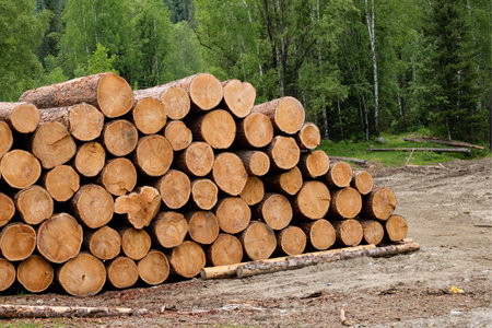 Selected trees are stacked in a heap. Cleaning of the forest in the forest. Cross-section of the...