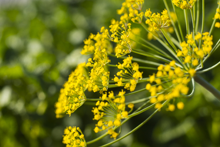 Dill umbrella flower close up, natural sunlight. Yellow flowers of dill close upの写真素材
