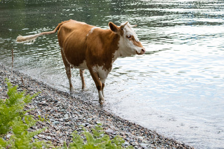 black cow walks along the water on the shore of Lake Teletskoye, with a copy of the space for your text 2の写真素材