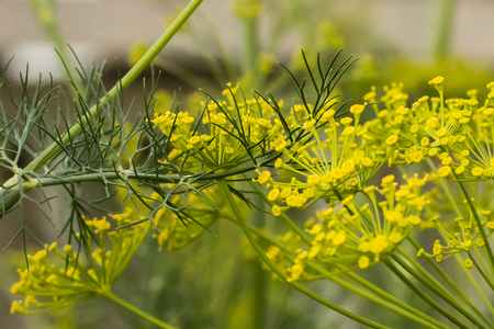 Dill umbrella flower close up, natural sunlight. Yellow flowers of dill close upの写真素材