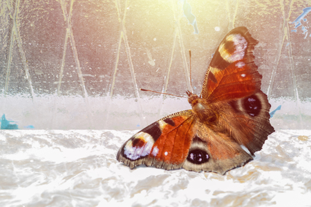 Big, beautiful butterfly on the window with copy space. Butterfly looking for an outlet to the open airの写真素材