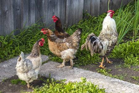 Poultry, chickens and rooster walk in the street in summerの写真素材