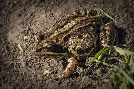 Common frog (Rana temporaria), also known as the European common frog, European common brown frog, European grass frogの写真素材