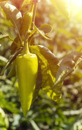 Green pepper in the garden with copy spaceの写真素材