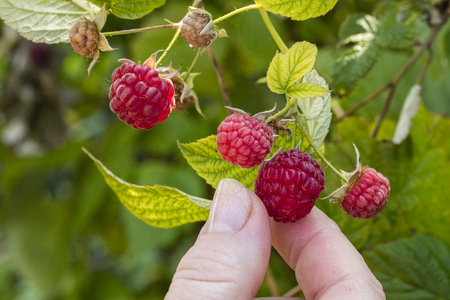 Hand girl collects raspberries on a bush. Closeup of a raspberry cane. Summer garden in the village. Growing berries on a farmの写真素材