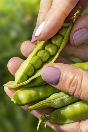 Open pea pod in the hands of a girl on a garden backgroundの写真素材