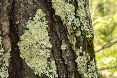 Lichen on the bark of a tree. Lichen grows on birchの写真素材