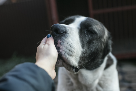 sad stray dog from a shelter licking a human hand, on the street. copy spaceの写真素材