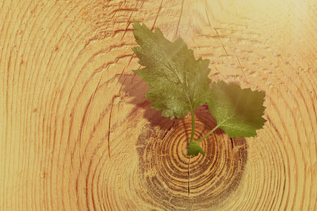 birch leaves grow on a beautiful cut of a tree, a new life. concept of cleanliness and environmental friendliness. Copy space. Toningの写真素材