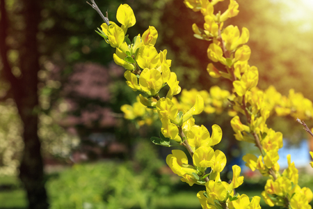 Beautiful yellow flowers on a bush branch. Cytisus scoparius, the common broom or Scotch broom. Copy spaceの写真素材