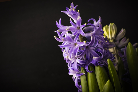 Hyacinth purple flowers with green leaves isolated on black backgroundの写真素材