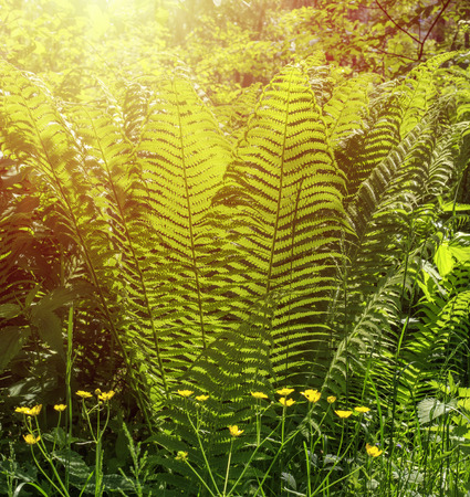 beautiful fern bush in the forest under the rays of the bright sun. Background Textureの写真素材