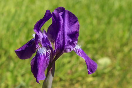 purple iris flower on green background. Copy spaceの写真素材