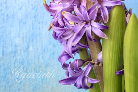 Hyacinth purple flowers with green leaves isolated on blue backgroundの写真素材
