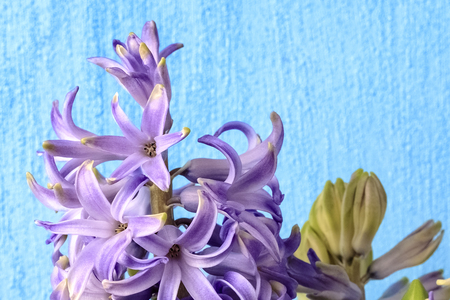 Hyacinth purple flowers with green leaves isolated on blue background. Copy spaceの写真素材