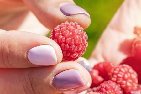 Ripe raspberry in female hand. Harvesting. Close upの写真素材